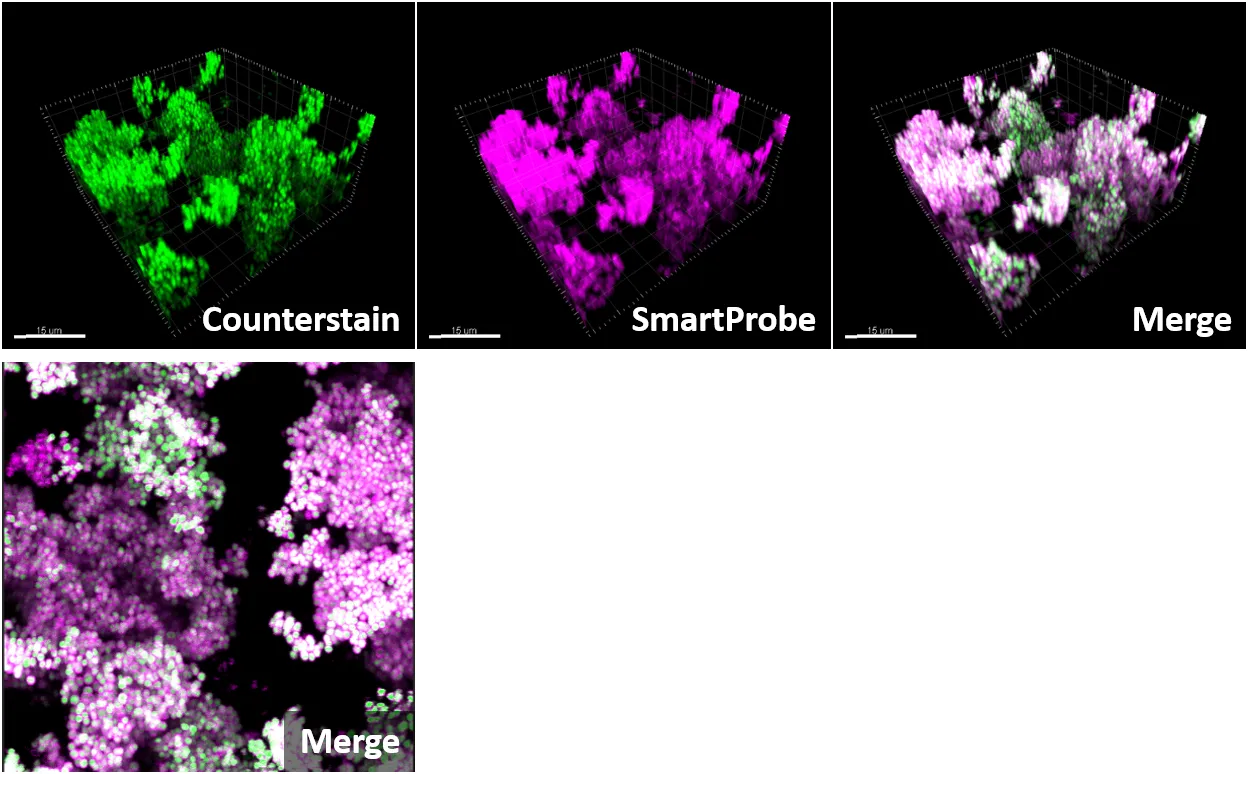 SmartProbe labelling of S. aureus biofilm